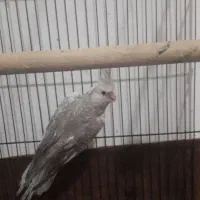 طوطی الیزابلا