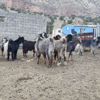 بی،چپش و ساری|حیوانات مزرعه|اندیمشک, |دیوار