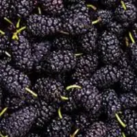 شا توت روستا خوش تعم