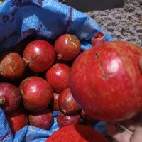 انار خوب حراج80