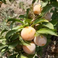 آلو زرد(قطره طلا)
