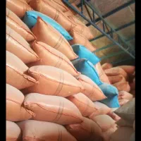فروش کاه جو بدون کود