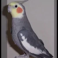 عروس نرم خورد یک ماهه