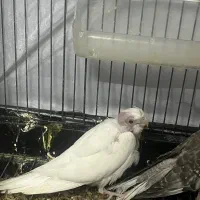 جوجه عروس هلندی ایزابلا و وایت|پرنده|تهران, تختی|دیوار