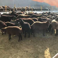 بره بزغاله میش گوسفند بز نذری عقیقه