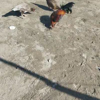 مرگ محلی اصل