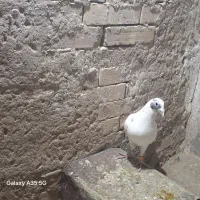 کبوتر سار|پرنده|مشهد, شیرحصار|دیوار