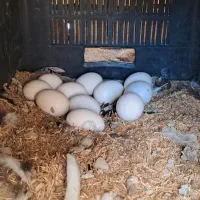 تخم مرغ های گلین