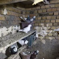 کبوتر پرشی وطوقی|پرنده|قروه, |دیوار