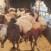 میش گوسفند قوچ بره