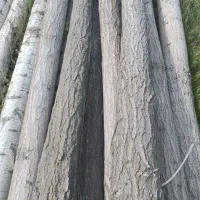 خرید انواع چوب صنوبر بید میوه