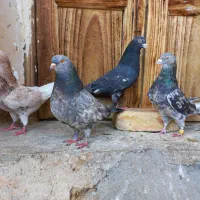فروش کبوتر سرور،شازده و ابلق