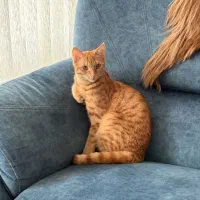 واگذاری یک گربه یکساله