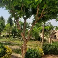 زمین سندار آرامگافردوسی گوارشک دیاکو فرماینه اقساط|فروش خانه و ویلا|مشهد, توس فردوسی|دیوار