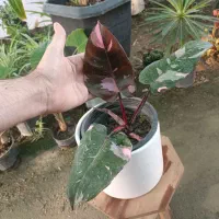 گل فیلودندرون پینک پرنسس ارسال رایگان + هدیه‌|گل و گیاه طبیعی|مشهد, خرم آباد|دیوار