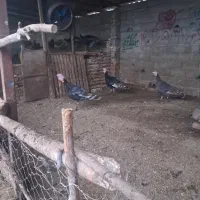 بقلمون|حیوانات مزرعه|گرگان, |دیوار