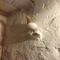 کفتر کبوتر رنگه|پرنده|مشهد, مصطفی خمینی|دیوار