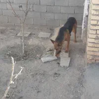 سگ ژرمن|سگ|مشهد, رده|دیوار