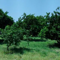 باغ روستای لیوان شرقی|فروش زمین و ملک کلنگی|نوکنده, |دیوار