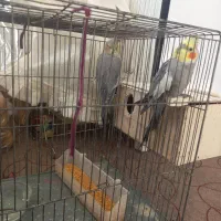 یک جفت عروس هلندی