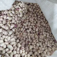 فروش لوبیا چیتی|خوردنی و آشامیدنی|بهمن صغاد, |دیوار