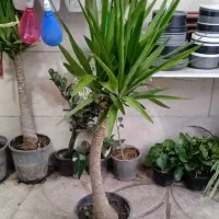 گل سرخس بزرگ .گلدان یوکا بزرگ