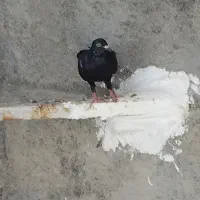 کنگان زاغ