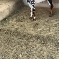 جنس ناب|حیوانات مزرعه|تهران, دستغیب|دیوار