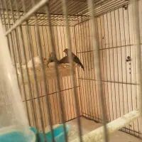 چهار عدد فنج نر  نژاد زبرا