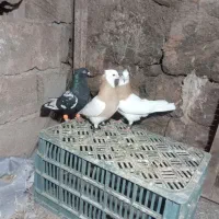 کبوتر پرشی زنبور