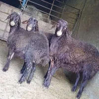 فروش بره نرو ماده