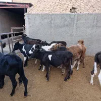 گوساله لاغر