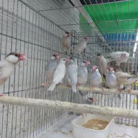 مرغ عشق فنج|پرنده|شیراز, شهرک پرواز|دیوار