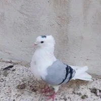 دوتا دوکت یا پشت آبی و کاغذی|پرنده|جم, |دیوار