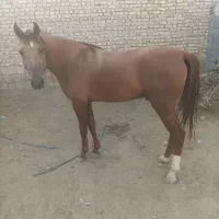 اسب دره شور در خرامه|اسب و تجهیزات اسب‌سواری|شیراز, پودنک|دیوار