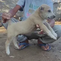 سگ آلابای درشت توله