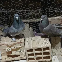 کبوتر|پرنده|منج, |دیوار