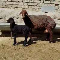 میش قزل افشار چهار دندان بره دارپرشیر گوسفندقوچ بز