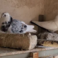 نرشازده سرور+شازده سرخ