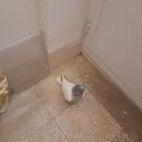 ماده کله سبز|پرنده|شیراز, درکی|دیوار