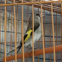 سهره و قناری