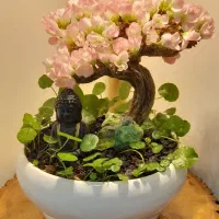 بونسای شکوفه،درخت جاودان