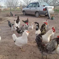 خروس گلین لری اصیل