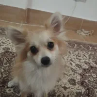 سگ پامر روبای