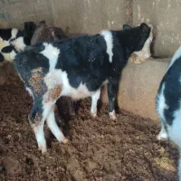 گوساله نر سیمینتال|حیوانات مزرعه|تاکستان, |دیوار