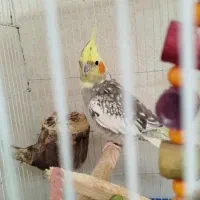 عروس هلندی ماده
