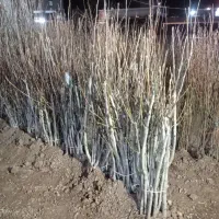 نهال گردو درجه یک آریا نهال قزوین