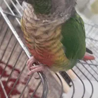 طوطی گرینچیک