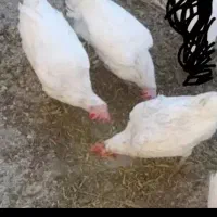 مرغ‌جوان‌تخم‌گذار