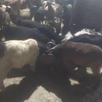 بره|حیوانات مزرعه|همدان, |دیوار